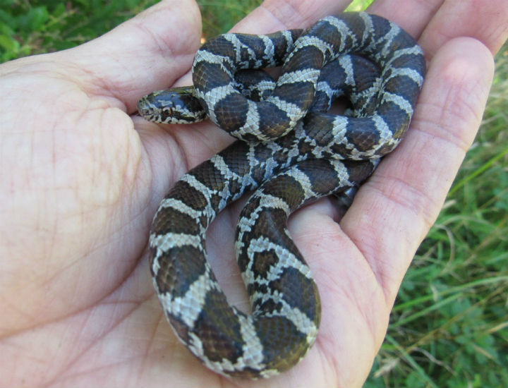 Eastern Milk Snake